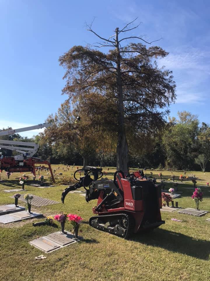 A large tree is being removed from a cemetery Tree Service Metairie LA