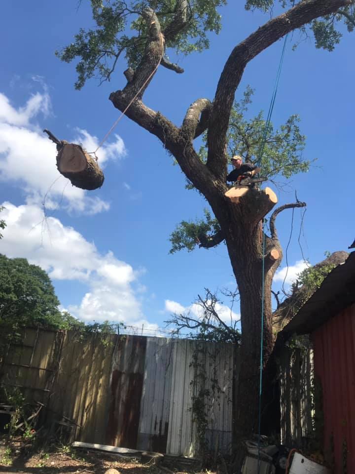 A tree being cut down in a backyard with a blue sky in the background Tree Service Metairie LA