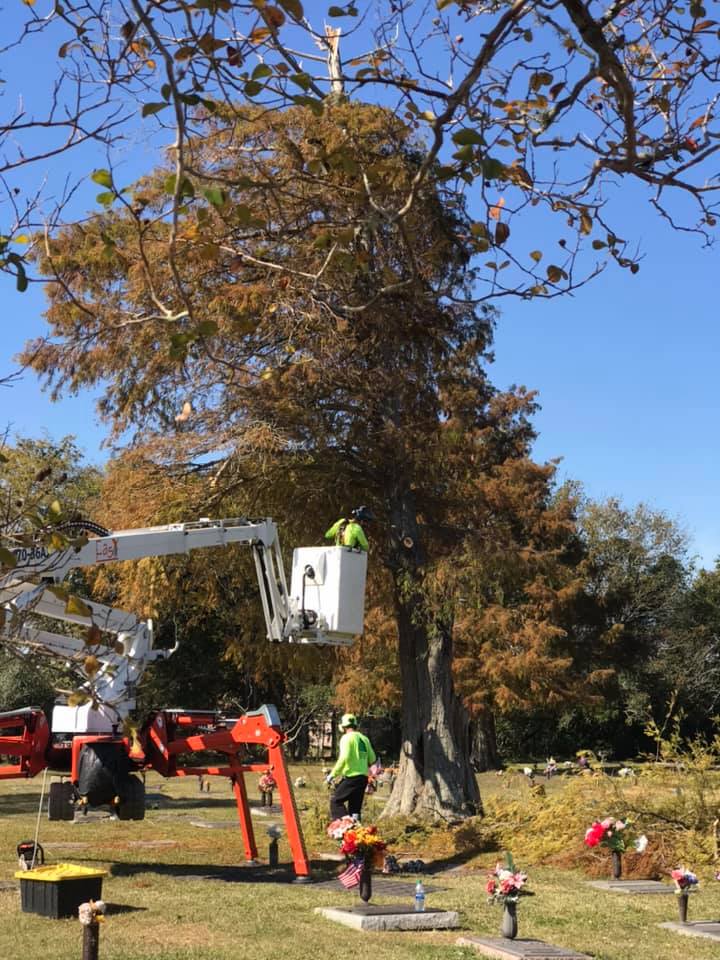 A man in a crane is cutting a tree in a cemetery Tree Service Metairie LA