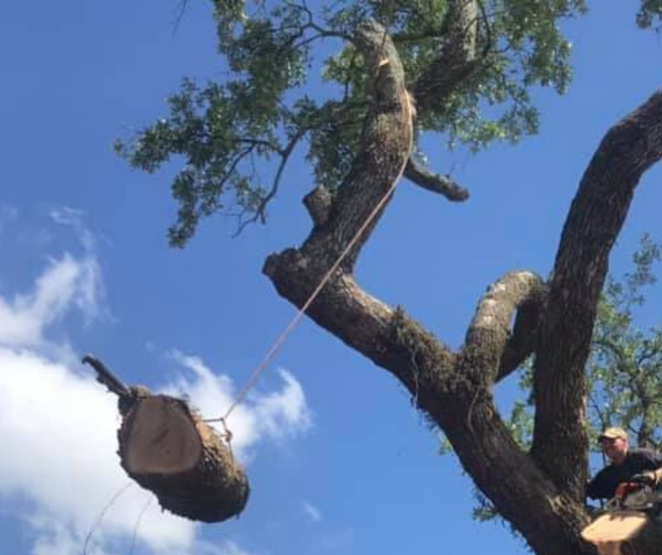 A man is cutting down a tree with a chainsaw. Tree Service Metairie LA