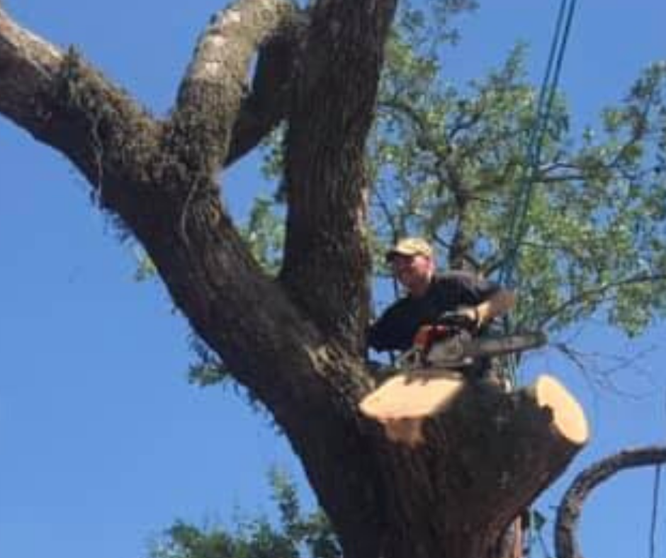 A man is cutting down a tree with a chainsaw. Tree Service Metairie LA