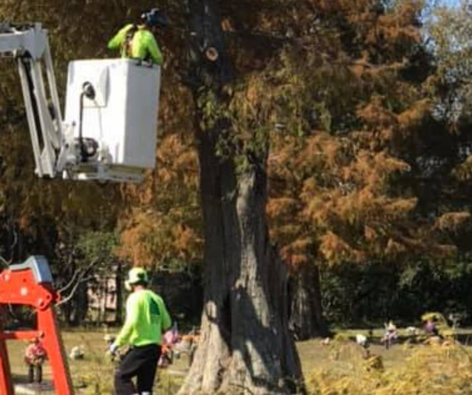 A man is cutting a tree with a crane. Tree Service Metairie LA