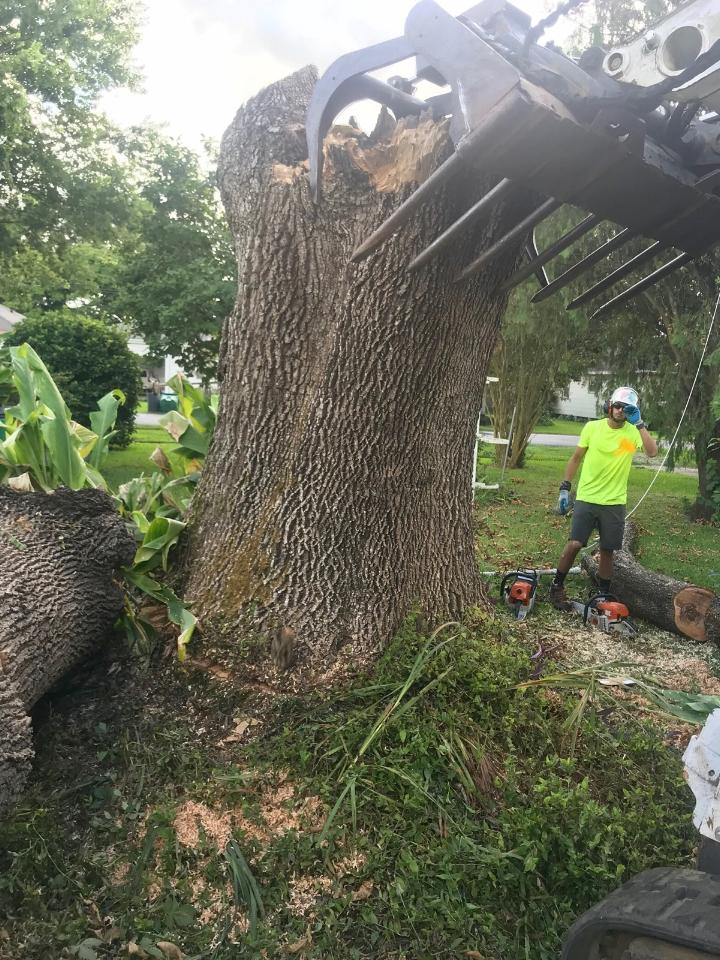 A man is standing next to a large tree stump.