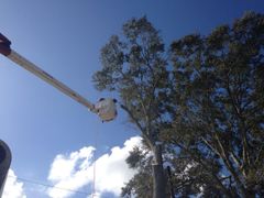 A crane is cutting a tree with a blue sky in the background