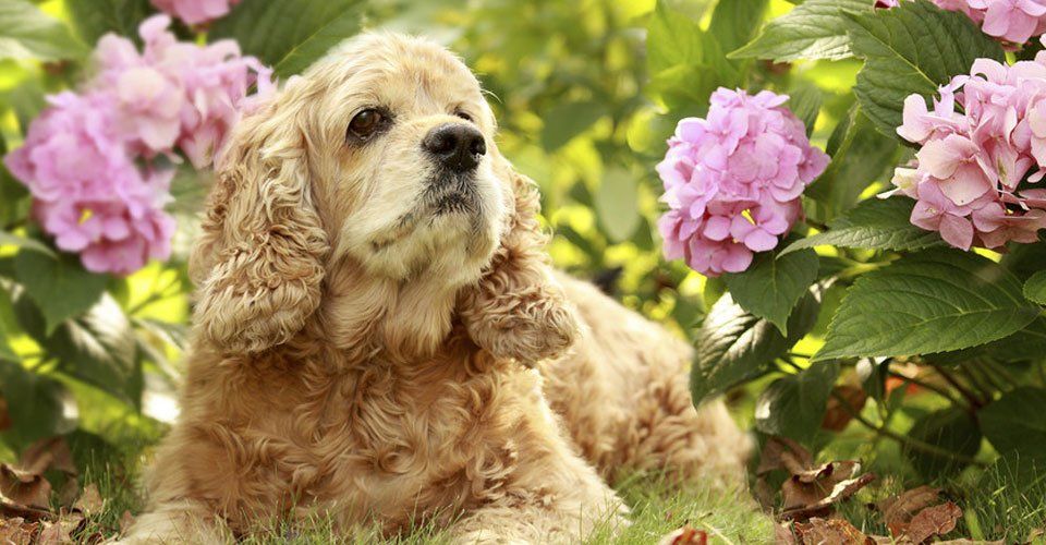 canine well-being