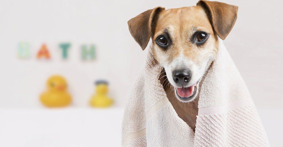 young dog grooming