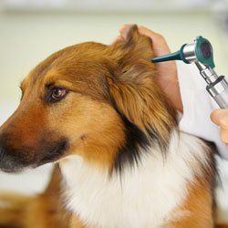 ear cleaning