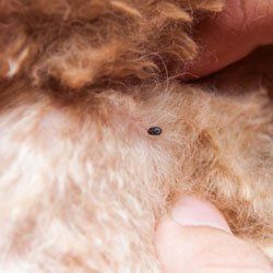 flea and tick treatment