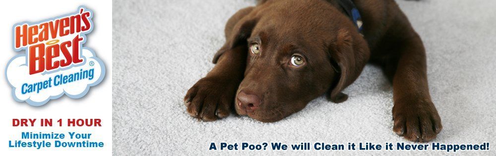 Pet Urine concerns are no problem for Heaven's Best. We clean up urine, vomit and feces.