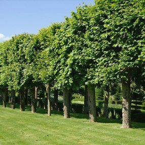 Tree shaping