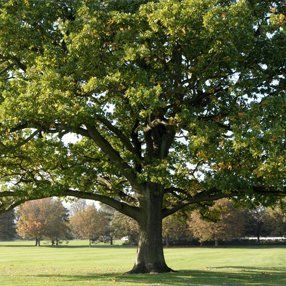 Reliable tree preservation