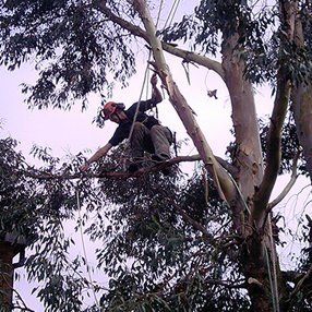 Customised tree care