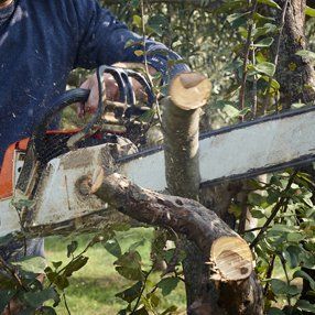 Tree preservation