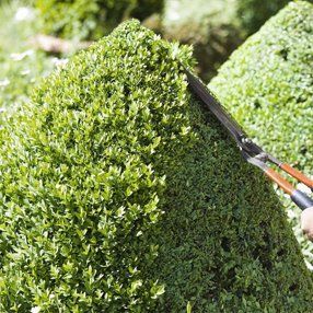 Topiary hedges