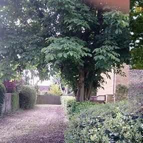 Commercial and domestic tree surgery