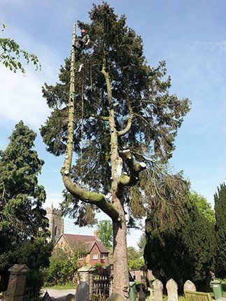 Expert tree care