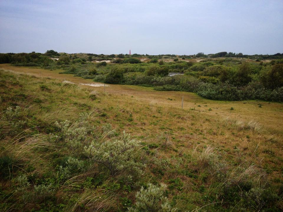 Sand dunes with shrubs and small plants under a cloudy sky in the Dutch Wadden Sea area.