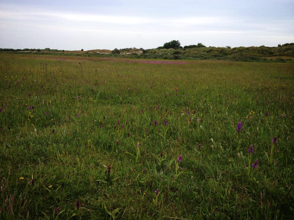 Meadow with purple wildflowers under a cloudy sky, part of the Wadden Sea nature in the Netherlands.