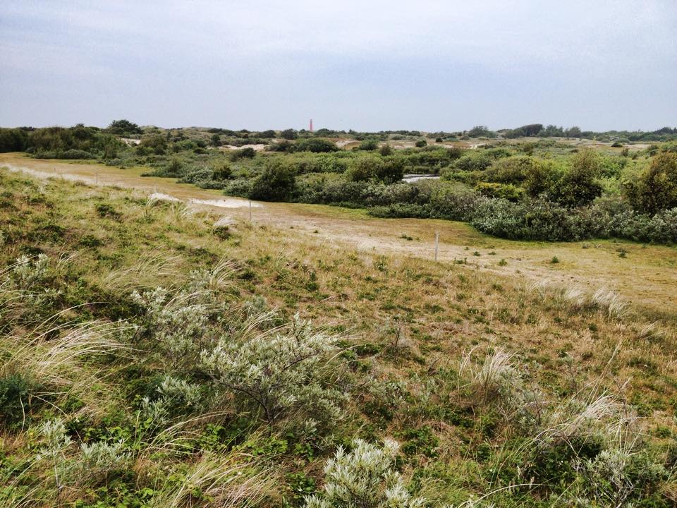 Green dunes and coastal shrubs with a pale sky in the distance on a Dutch Wadden Island.