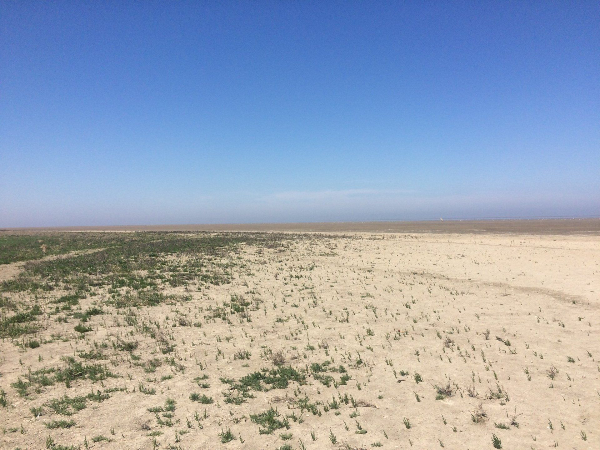 Open sandy plain with sparse vegetation under a clear sky in the Dutch Wadden Sea area.