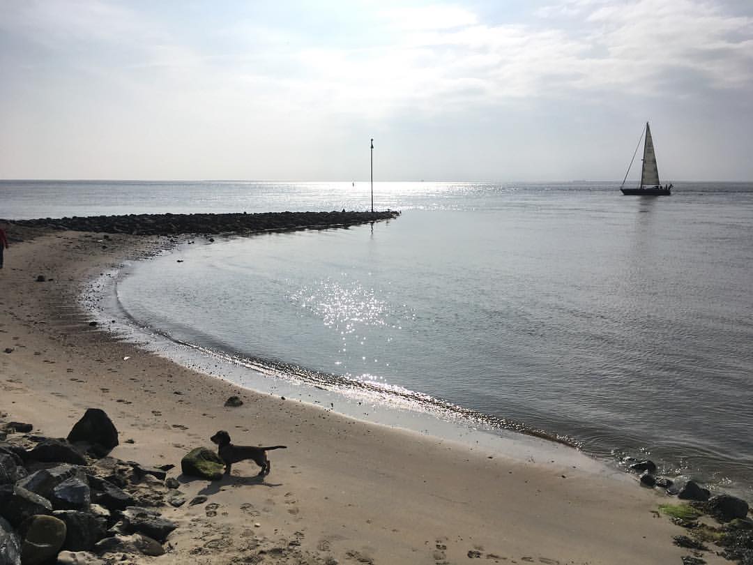 Dog on a quiet beach with calm water and a sailing ship on the horizon in the Netherlands.