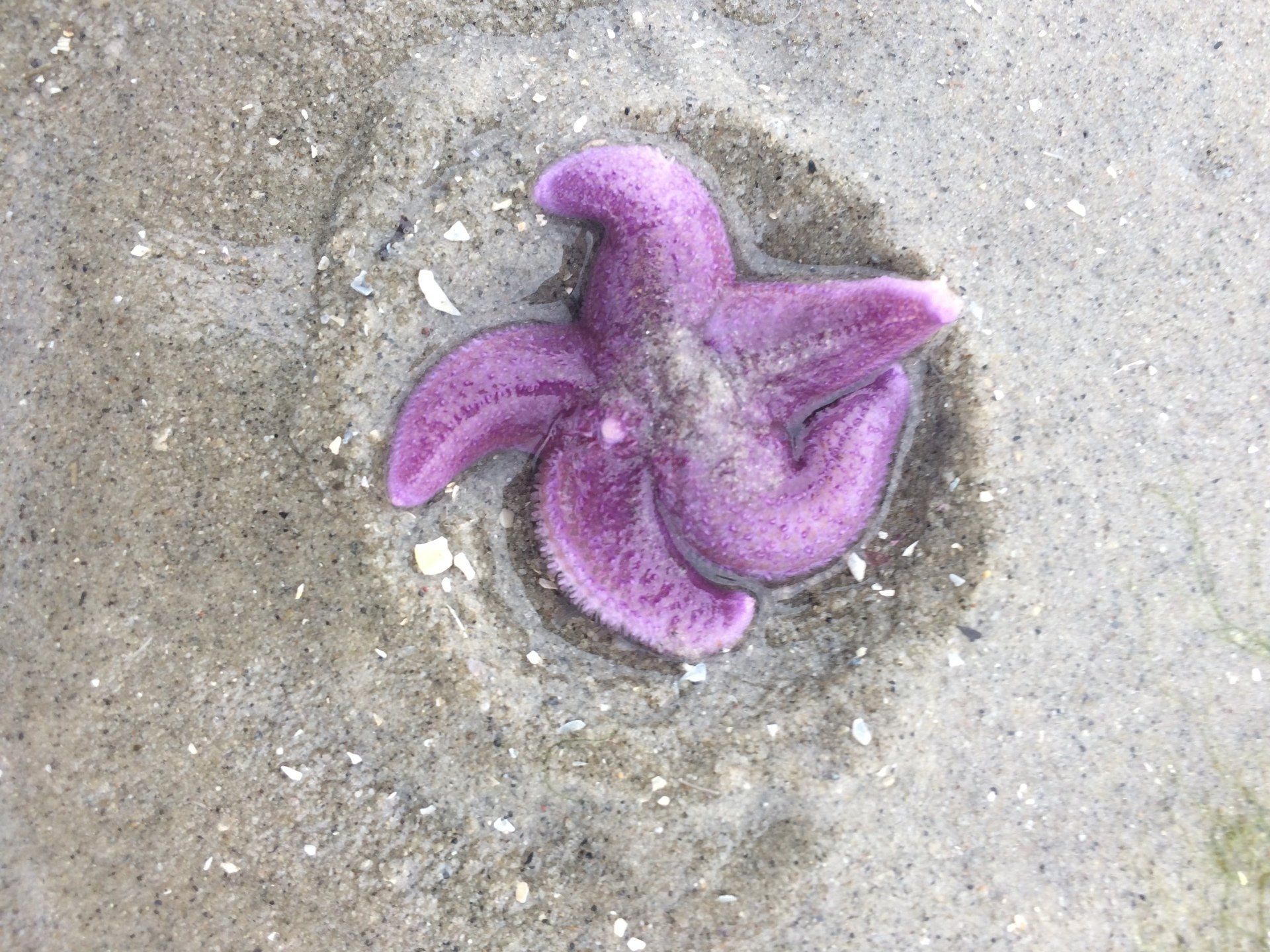 Starfish in a sandy tidal pool on the beach, a small Wadden Sea discovery in the Netherlands.