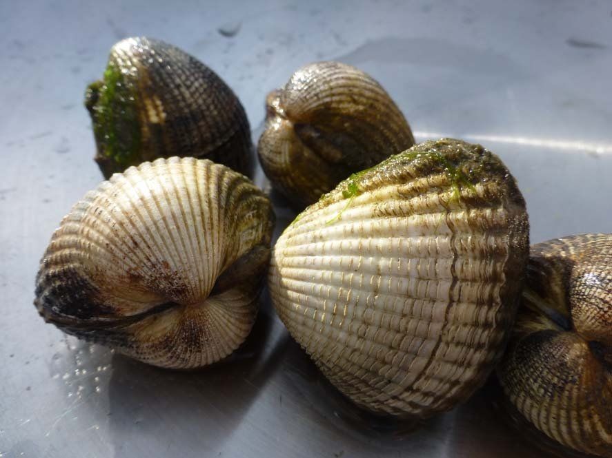 Close-up of shells on wet sand with bits of seaweed, typical of the Wadden Sea shoreline.