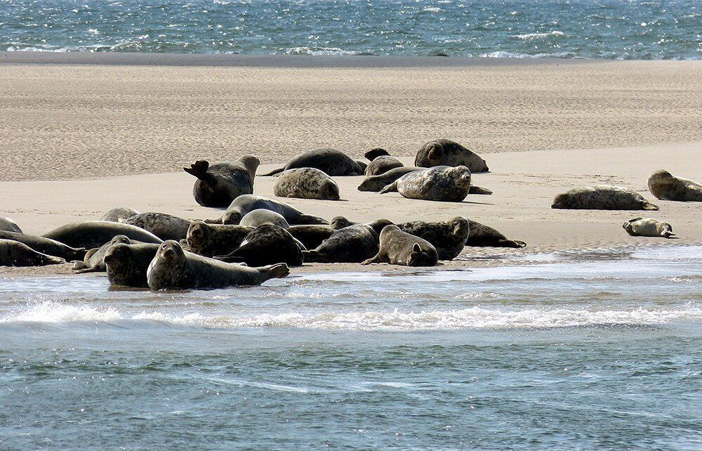 Seals resting on a sandbank in the Wadden Sea, the Netherlands.