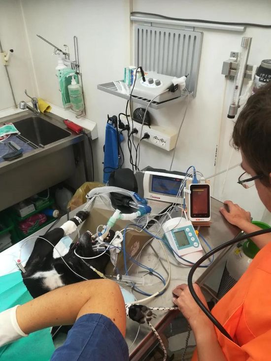 Operazione su cane