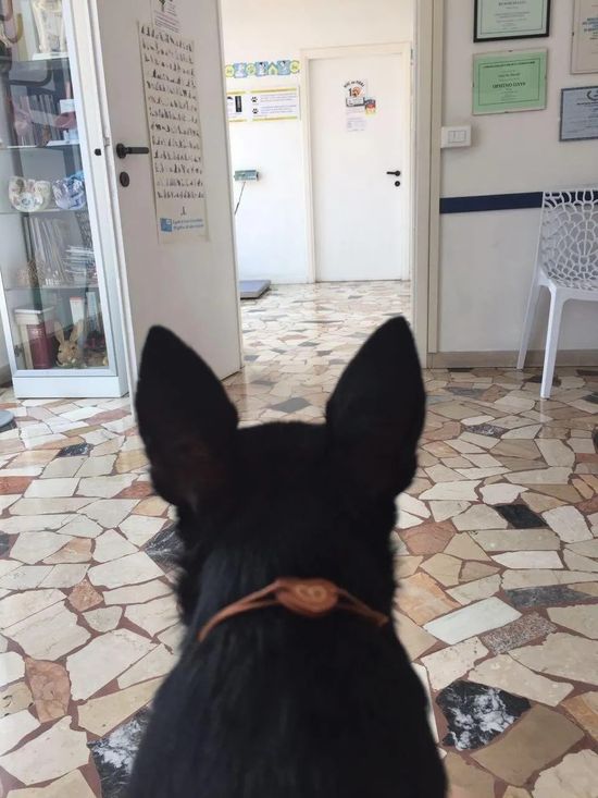 Cane