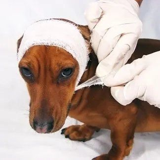 Operazione cane