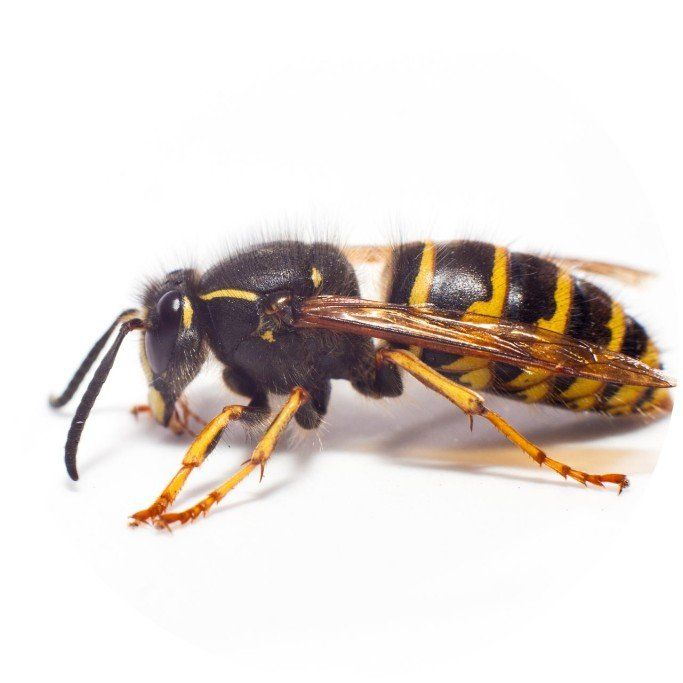 Our pest control measures can prevent the infestation of rats and mice