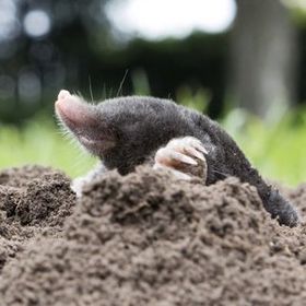 Commercial, residential and rural pest control