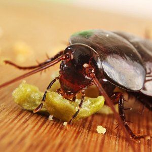 Our services will prevent pest damage to buildings and stock, and reduce the risk of pest related illnesses