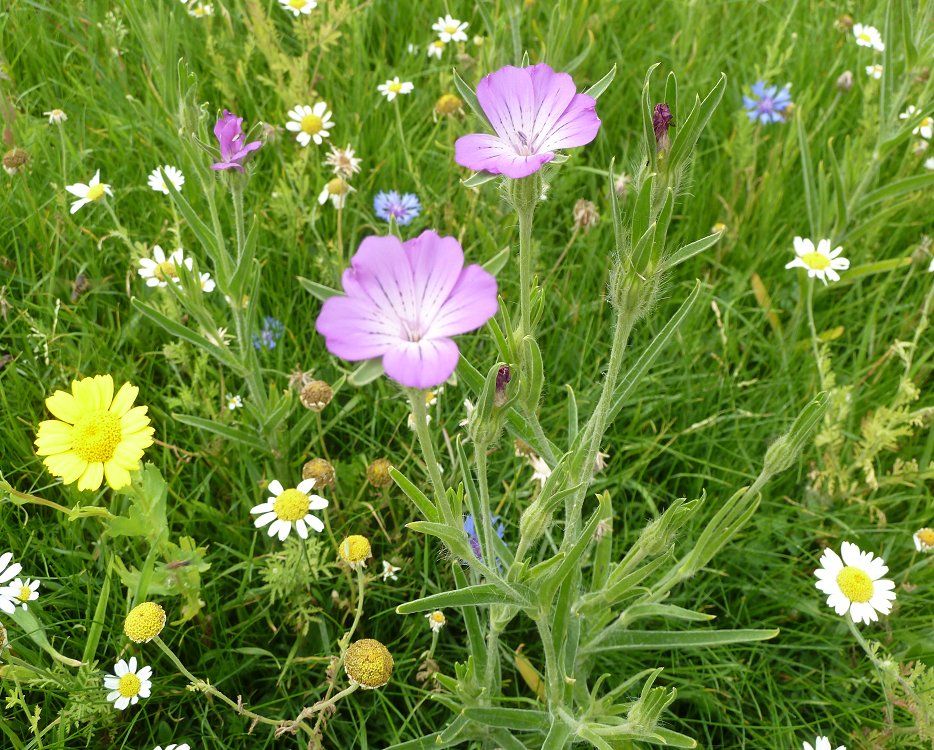 Wildflower floral prairie garden matting ground cover as seen on love your garden