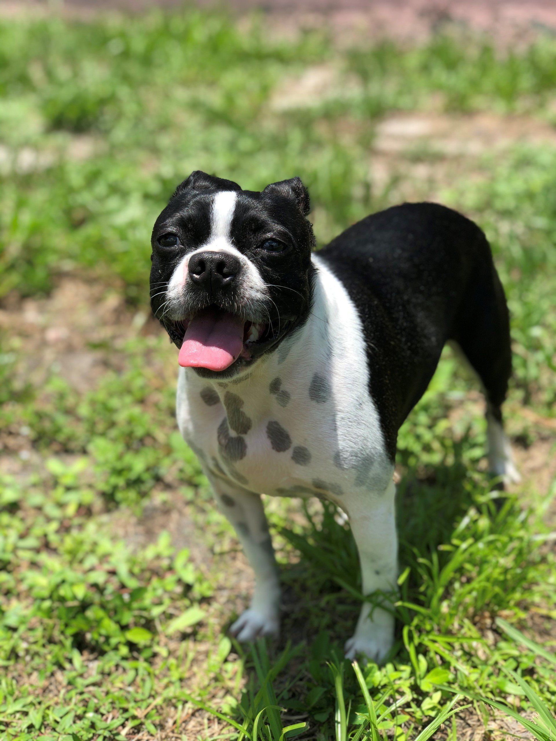 Black and White Pitbull | Punta Gorda, FL | Adorable Dogs
