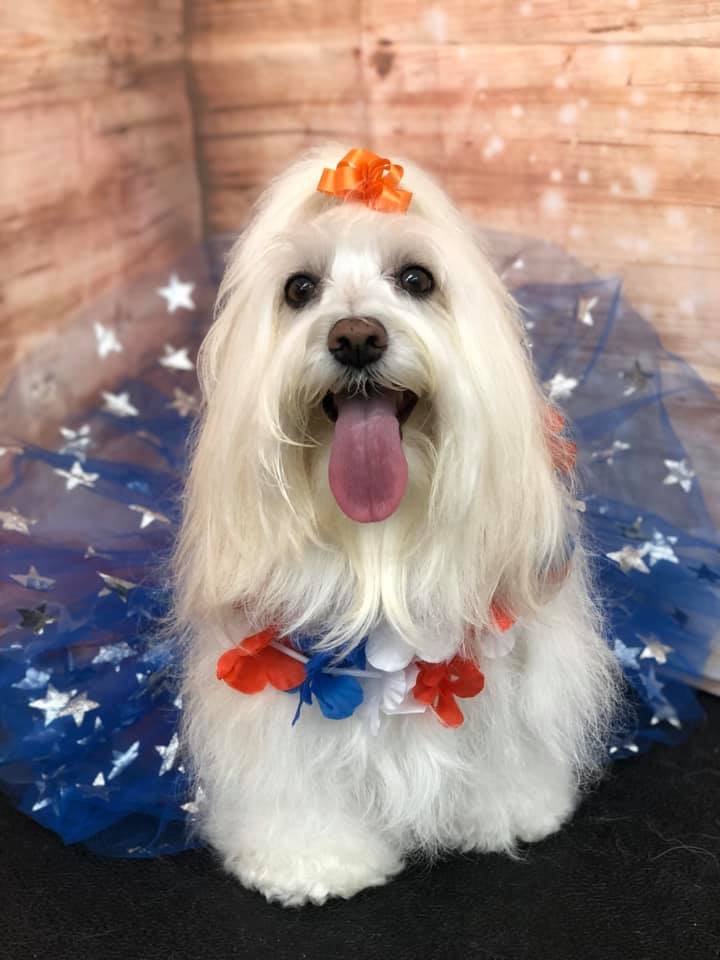 Shih Tzu with Long Hair — Punta Gorda, FL — Adorable Dogs Inc