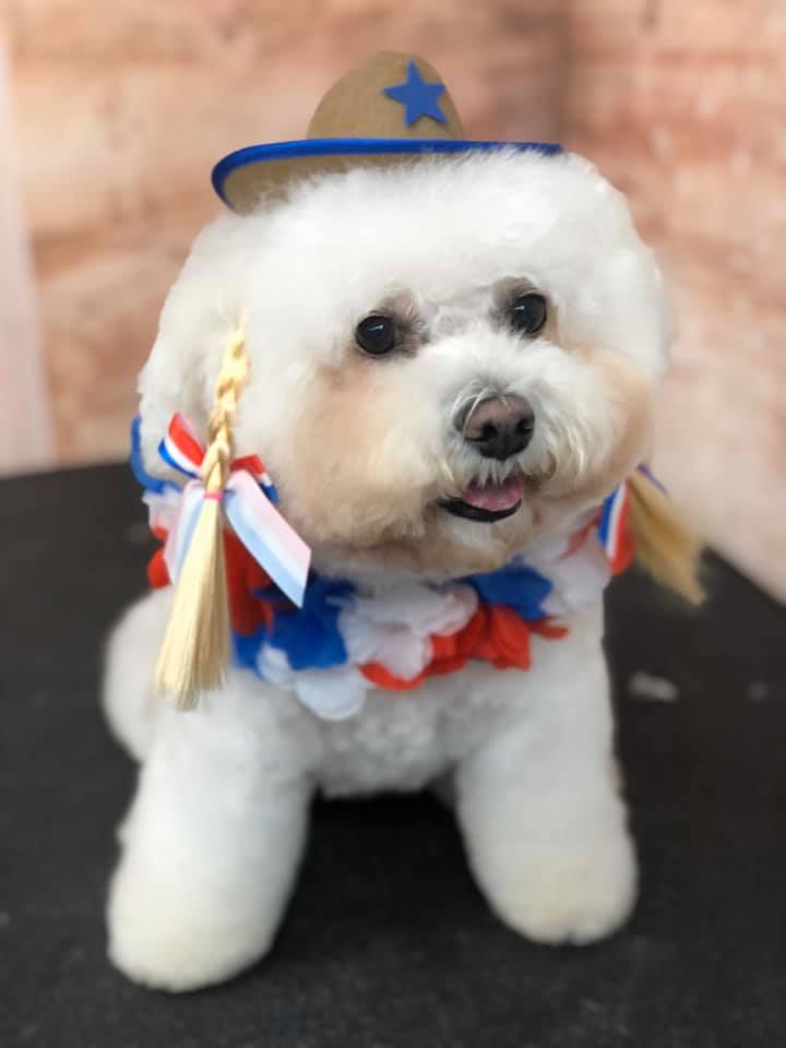 Cute Bichon Frise — Punta Gorda, FL — Adorable Dogs Inc