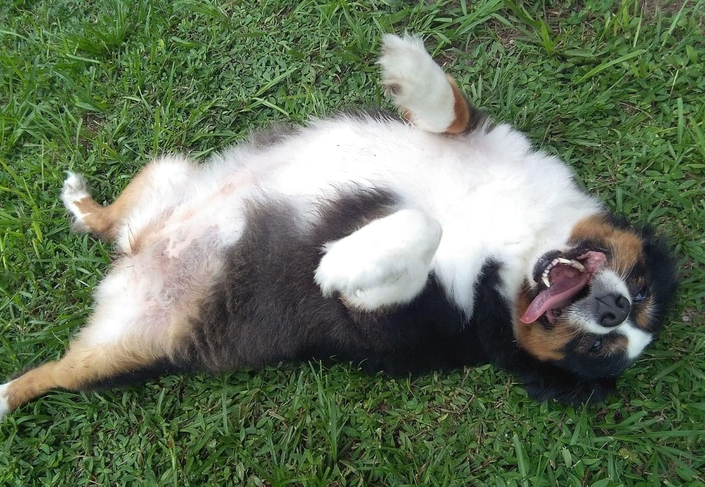 Dog Lying on the Grass | Punta Gorda, FL | Adorable Dogs