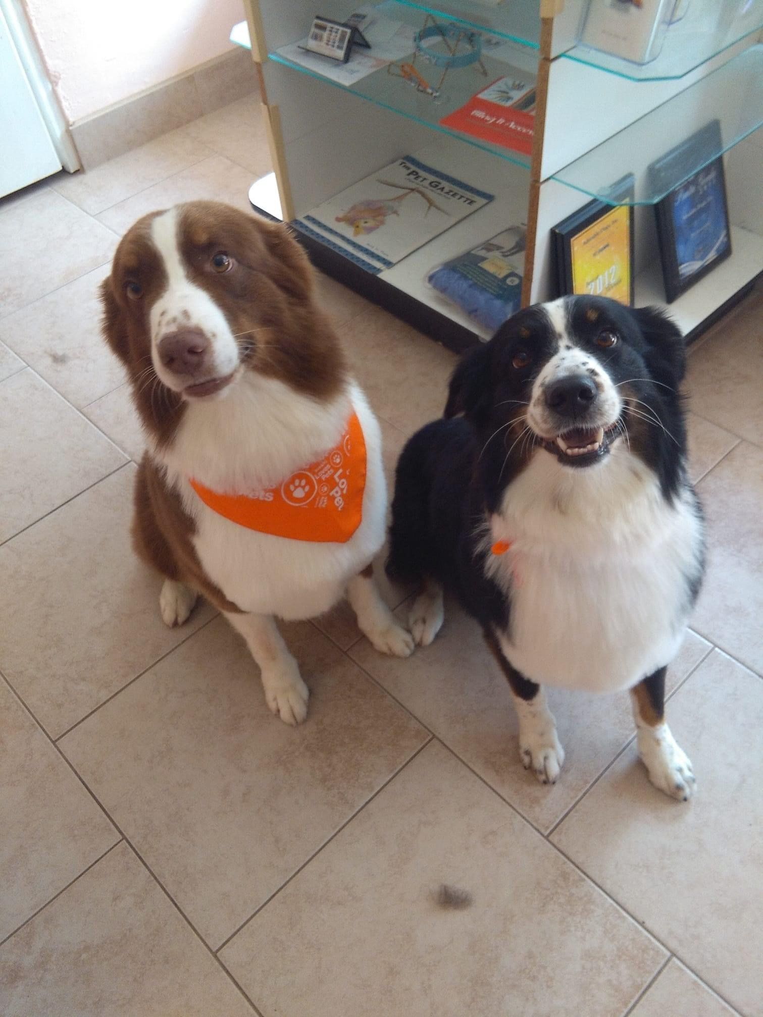 Dog Brothers | Punta Gorda, FL | Adorable Dogs
