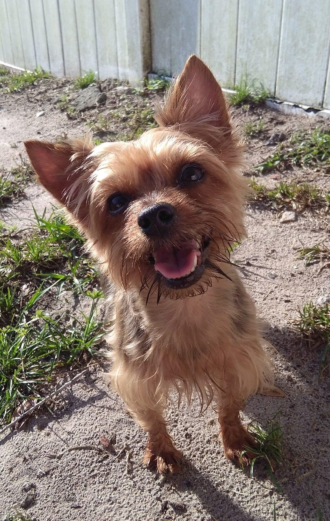 Dog Looking at the Camera | Punta Gorda, FL | Adorable Dogs