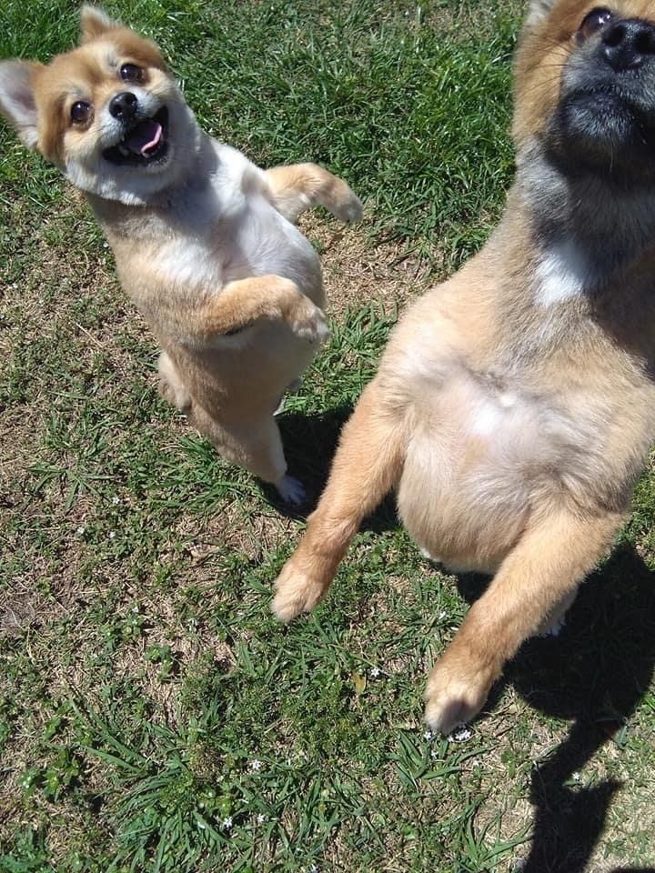 Jumping Dogs | Punta Gorda, FL | Adorable Dogs