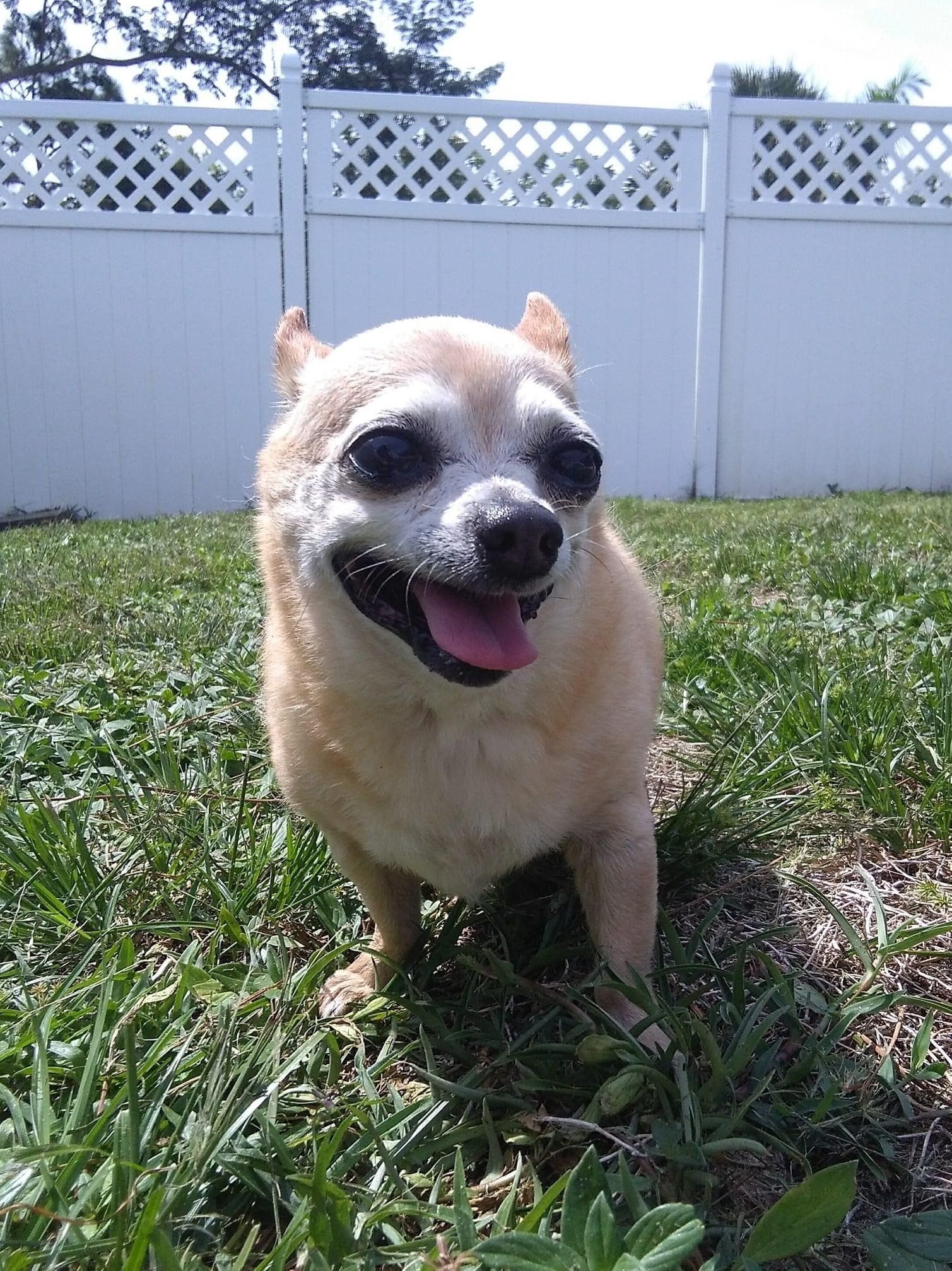 Small Dog | Punta Gorda, FL | Adorable Dogs