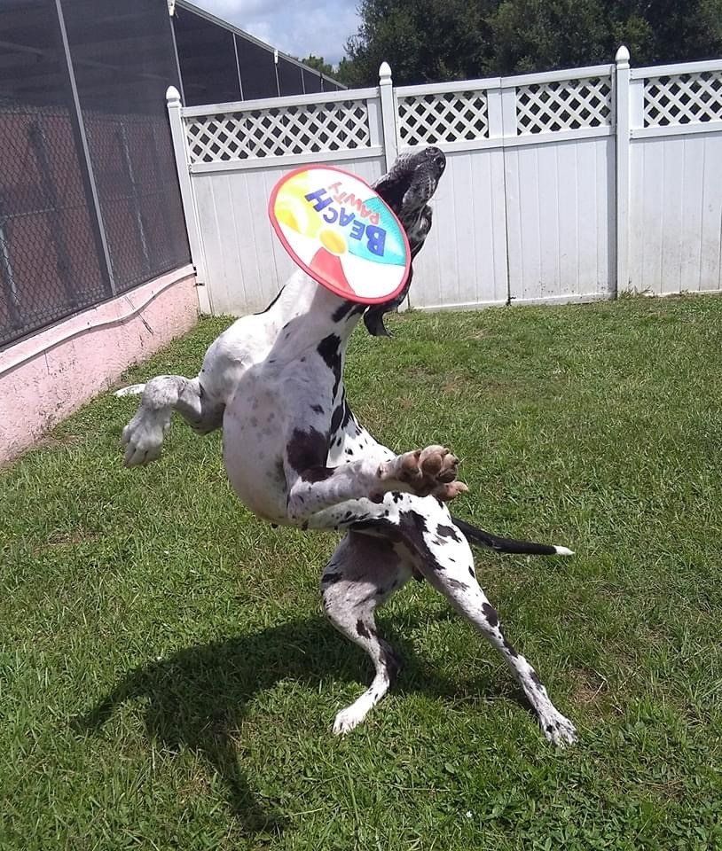 Dog Catching the Frisbee | Punta Gorda, FL | Adorable Dogs