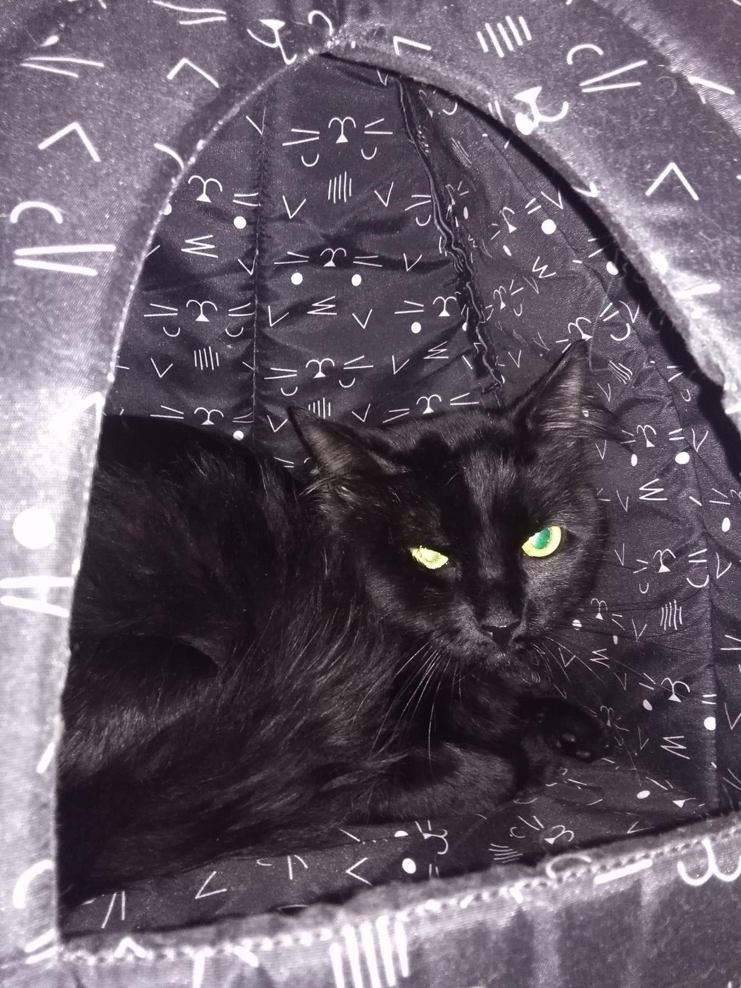 Black Cat | Punta Gorda, FL | Adorable Dogs