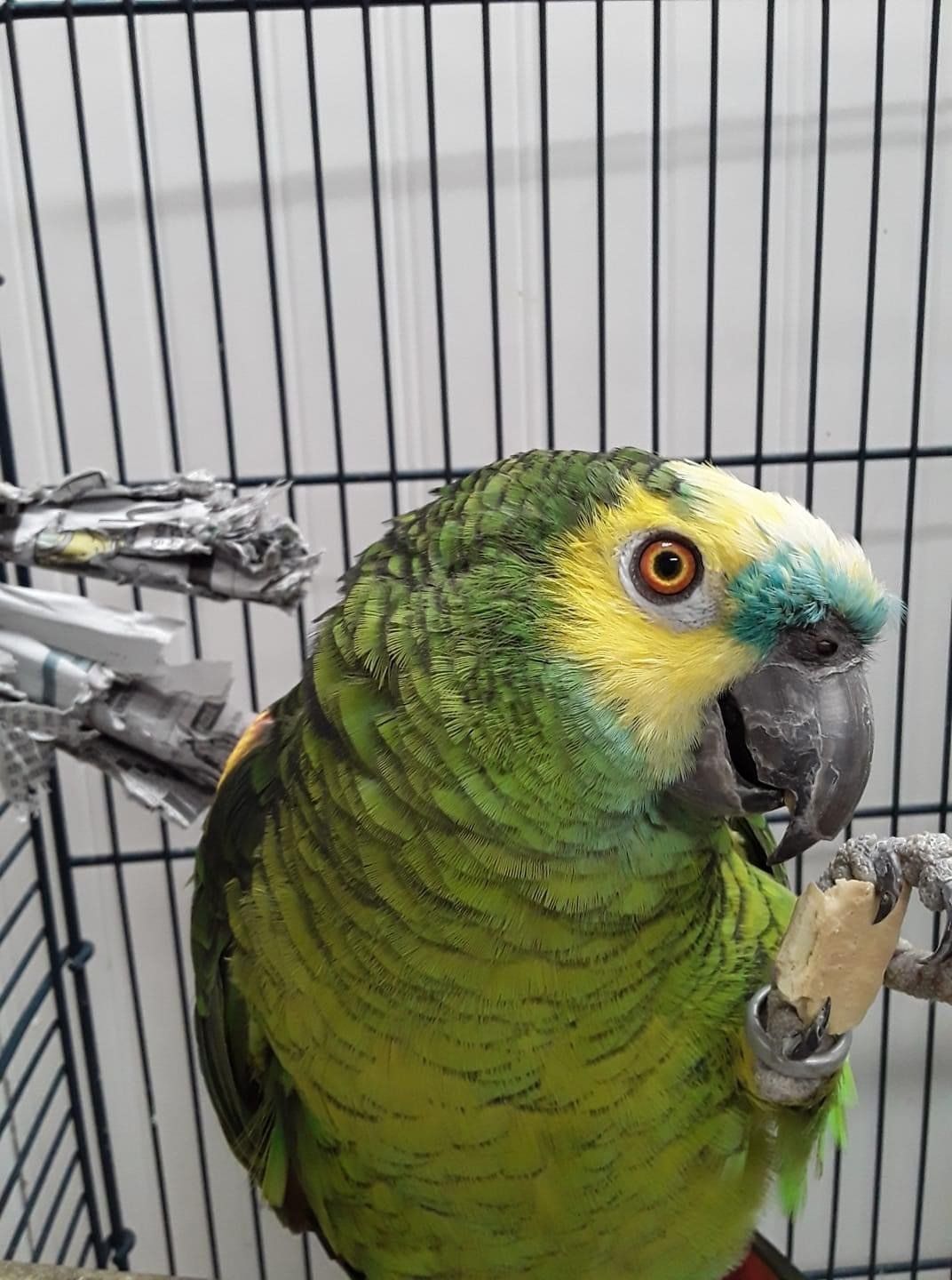 Parrot | Punta Gorda, FL | Adorable Dogs
