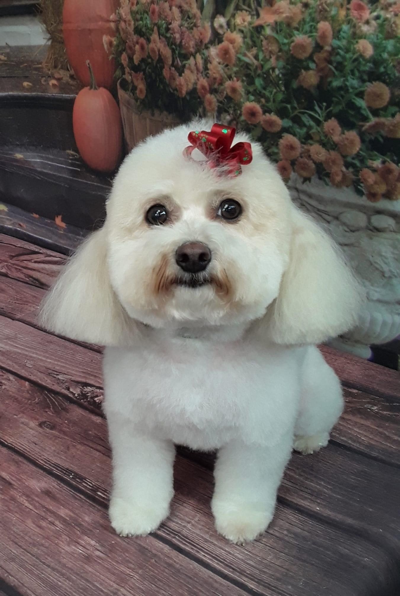 White Puppy with Red Ribbon | Punta Gorda, FL | Adorable Dogs