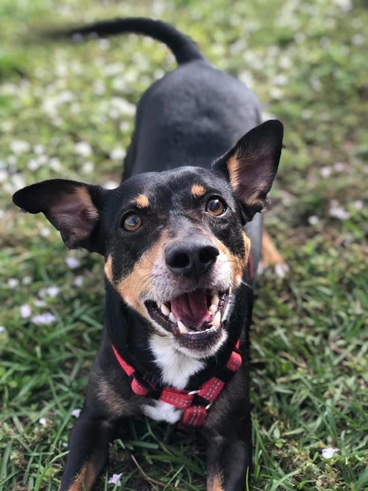 Shiny Black Dog | Punta Gorda, FL | Adorable Dogs