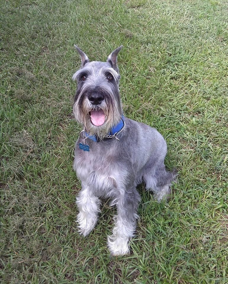 Newly Groomed Dog — Punta Gorda, FL — Adorable Dogs Inc
