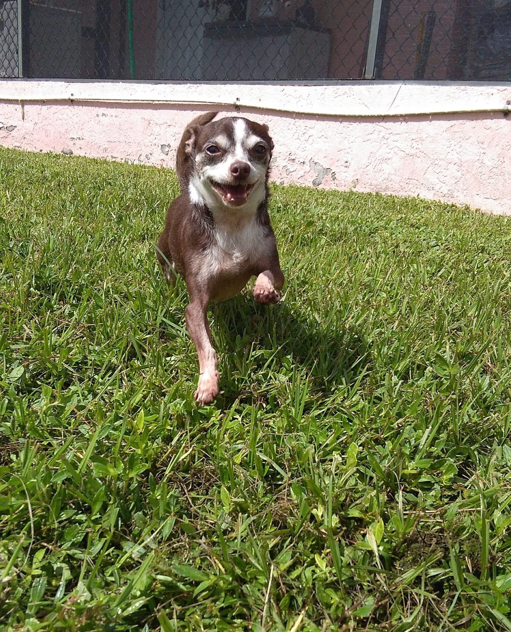 Backyard Dog | Punta Gorda, FL | Adorable Dogs